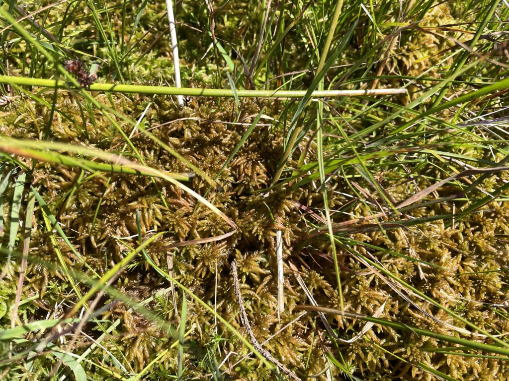Sphagnum affine Oberharz