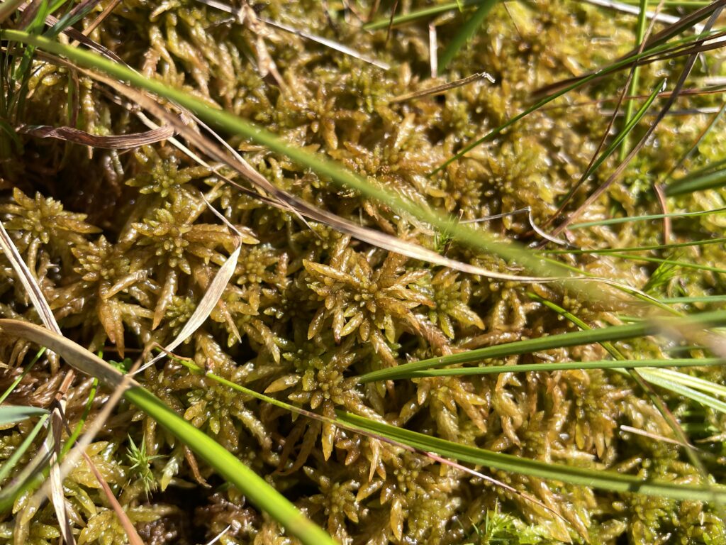 Sphagnum affine Oberharz