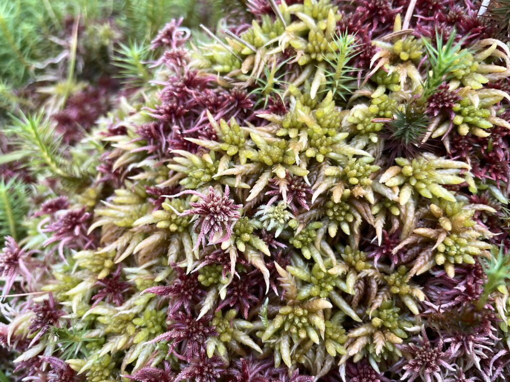 Sphagnum affine Oberharz