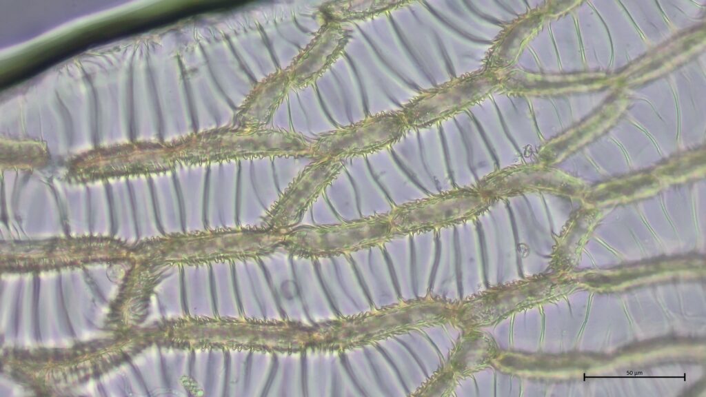 Sphagnum affine Astblatt Kammfasern