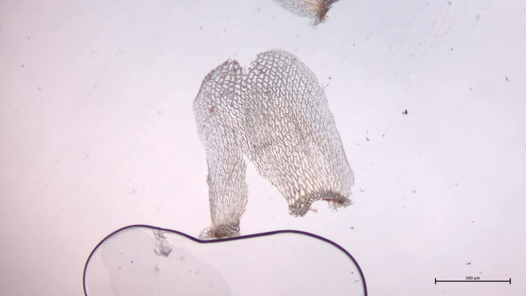 Sphagnum affine Stammblatt