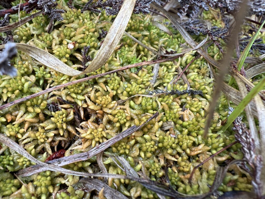 Sphagnum affine Oberharz