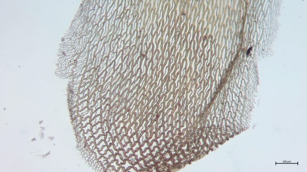 Sphagnum affine Stammblatt