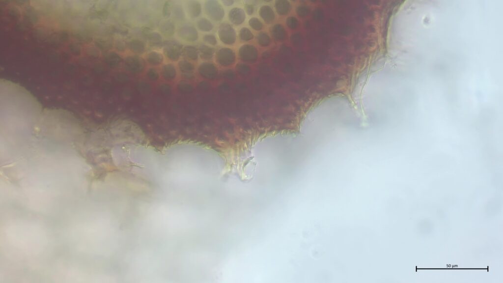 Stammquerschnitt mit Kammfasern von Sphagnum affine