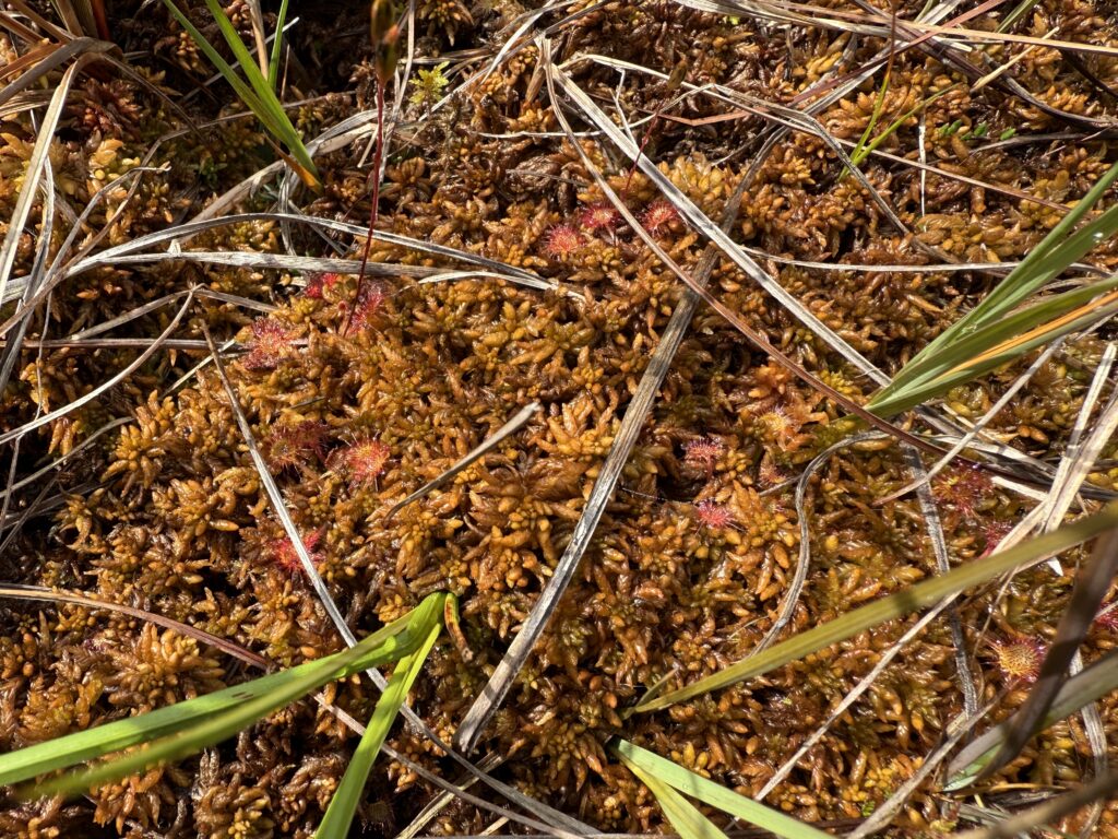 Sphagnum affine Oberharz