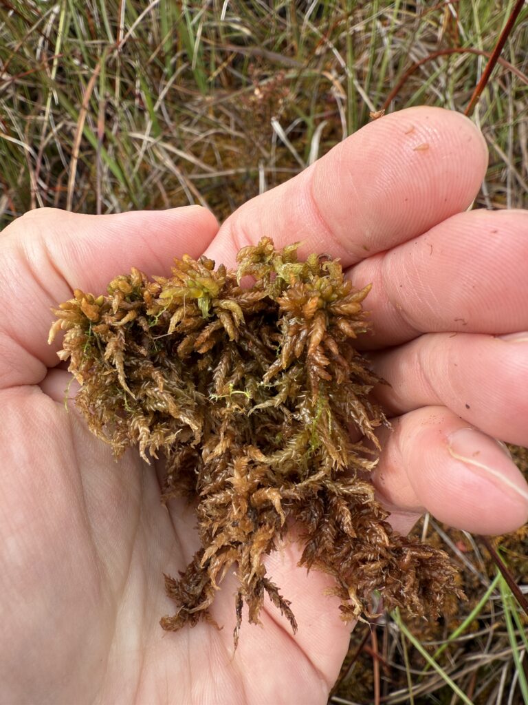 Sphagnum affine Oberharz