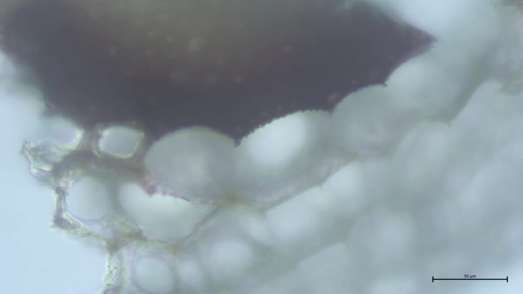 Stammquerschnitt mit Kammfasern von Sphagnum affine