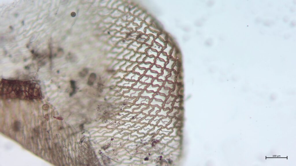 Sphagnum affine Stammblatt