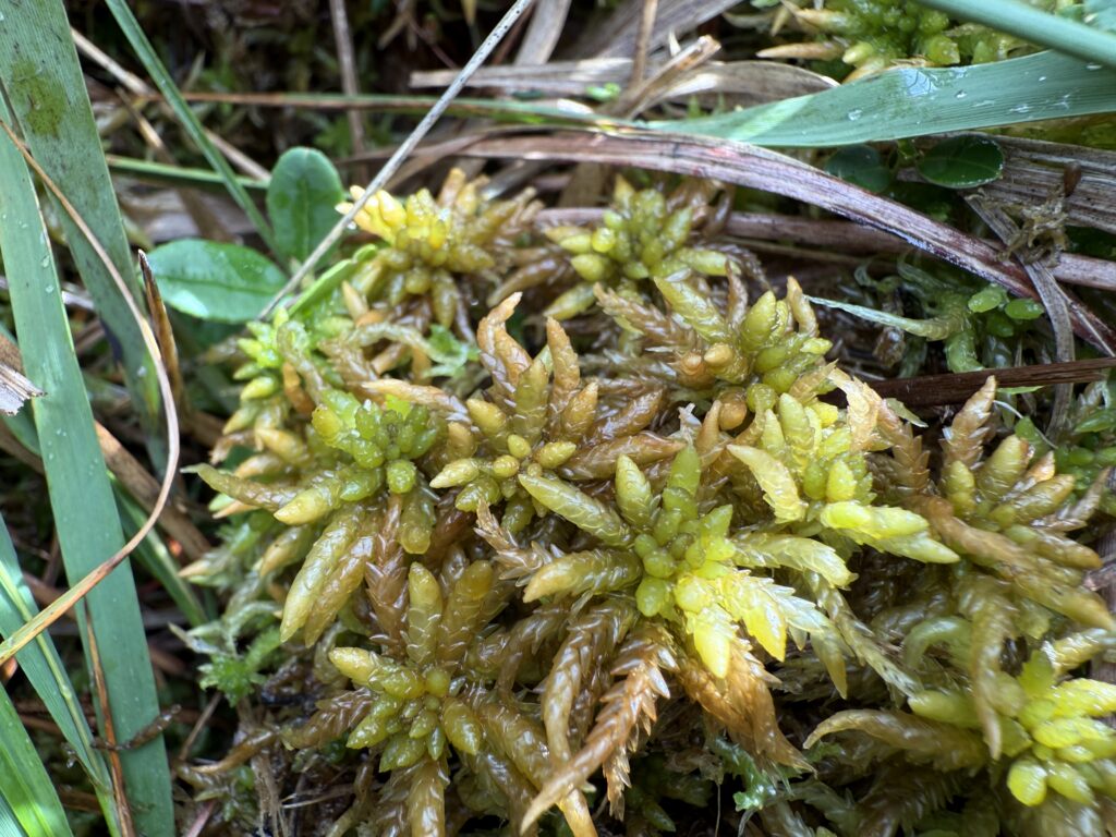 Sphagnum affine Oberharz