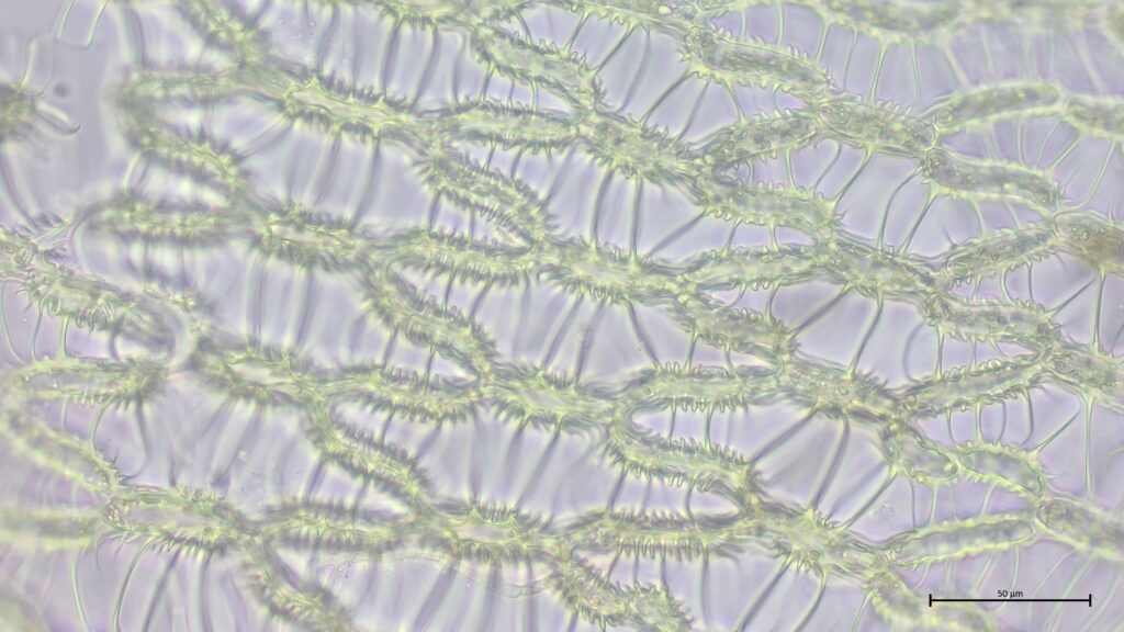 Sphagnum affine Astblatt Kammfasern