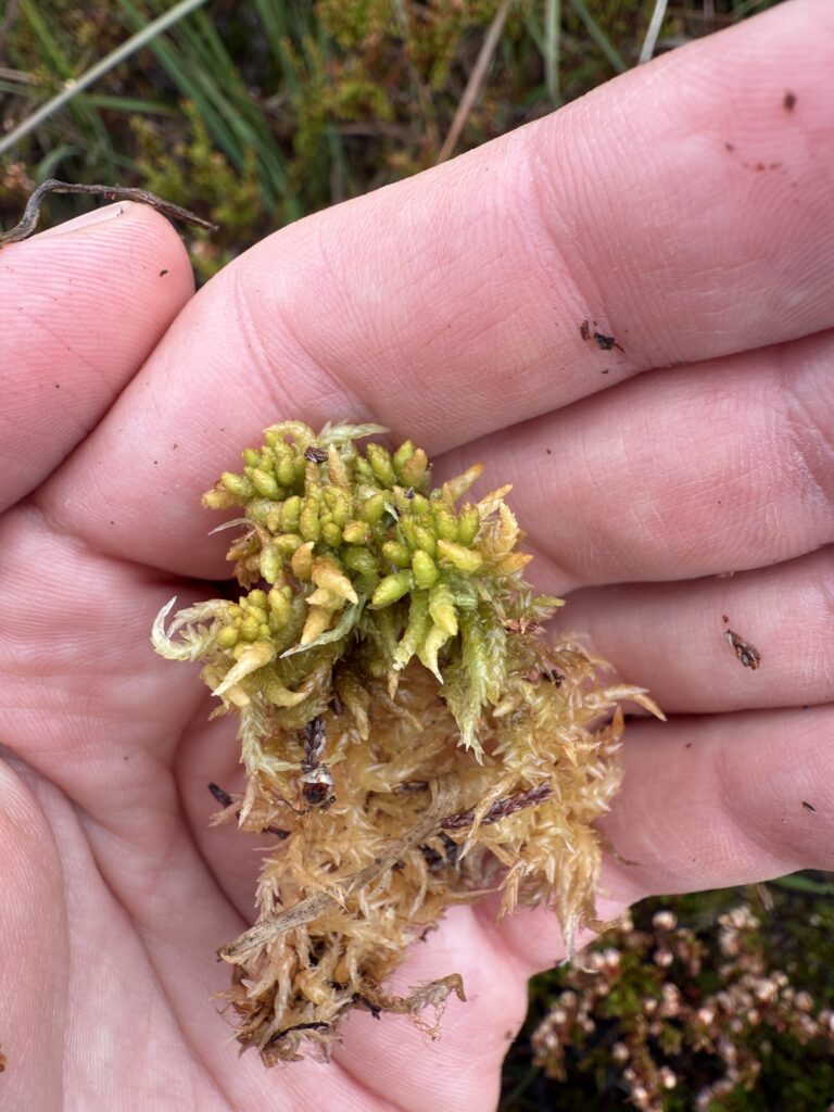 Sphagnum affine Oberharz