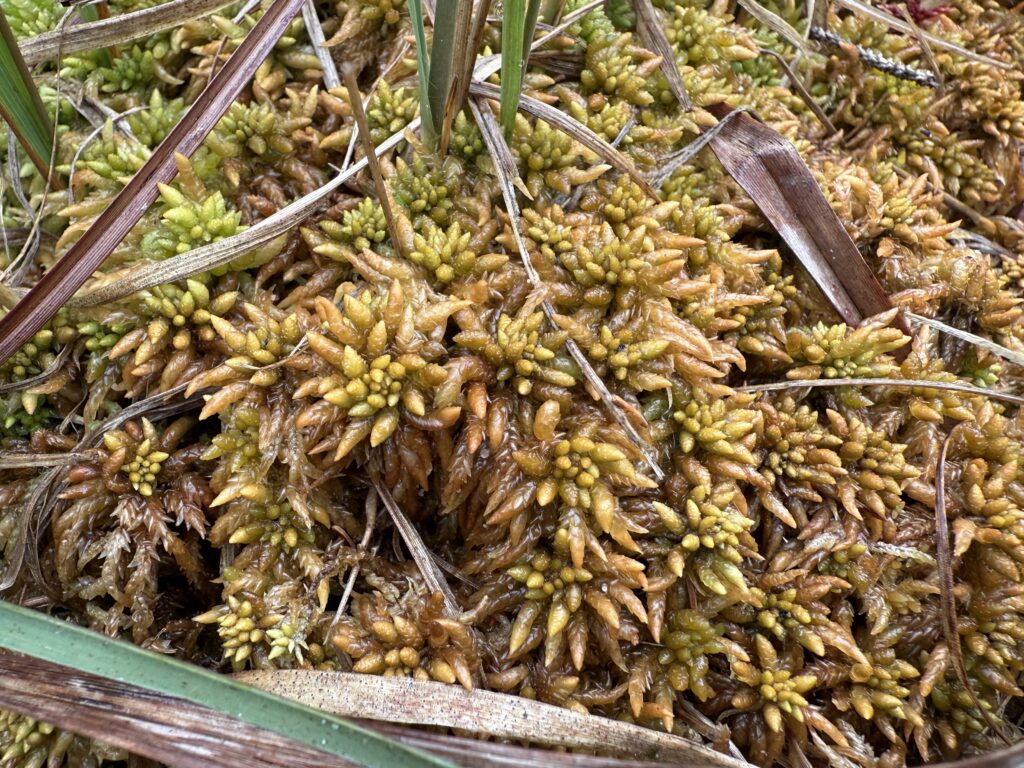 Sphagnum affine im Oberharz