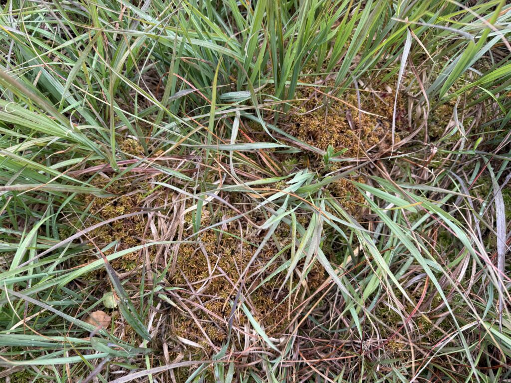 Sphagnum affine Oberharz