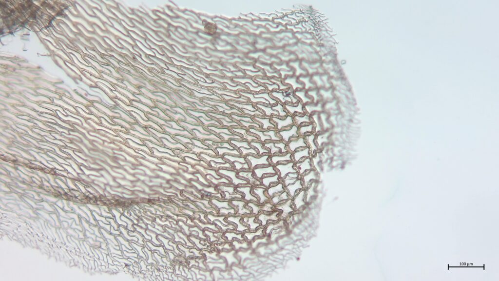 Sphagnum affine Stammblatt