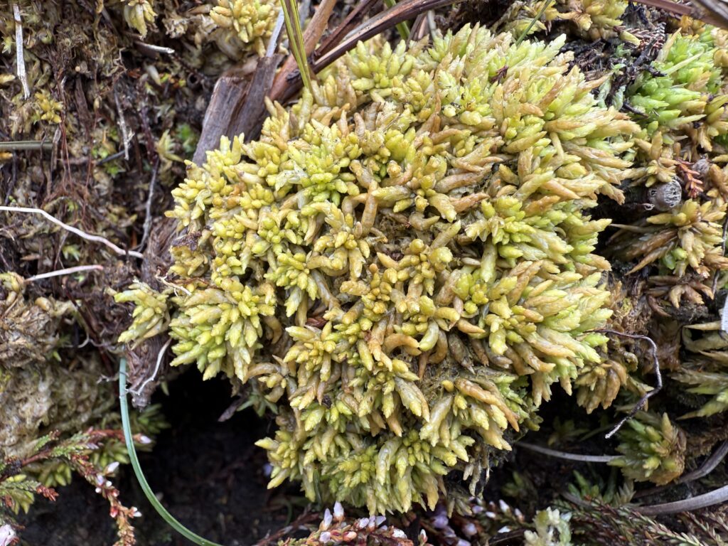 Sphagnum affine Oberharz