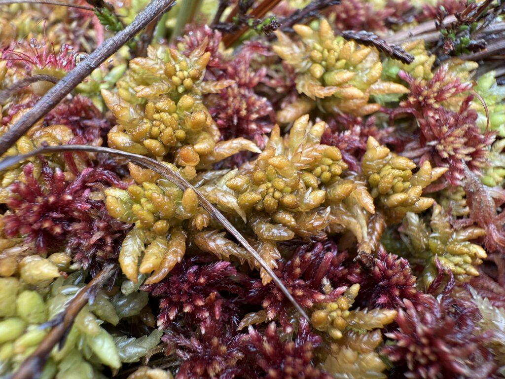 Sphagnum affine Oberharz