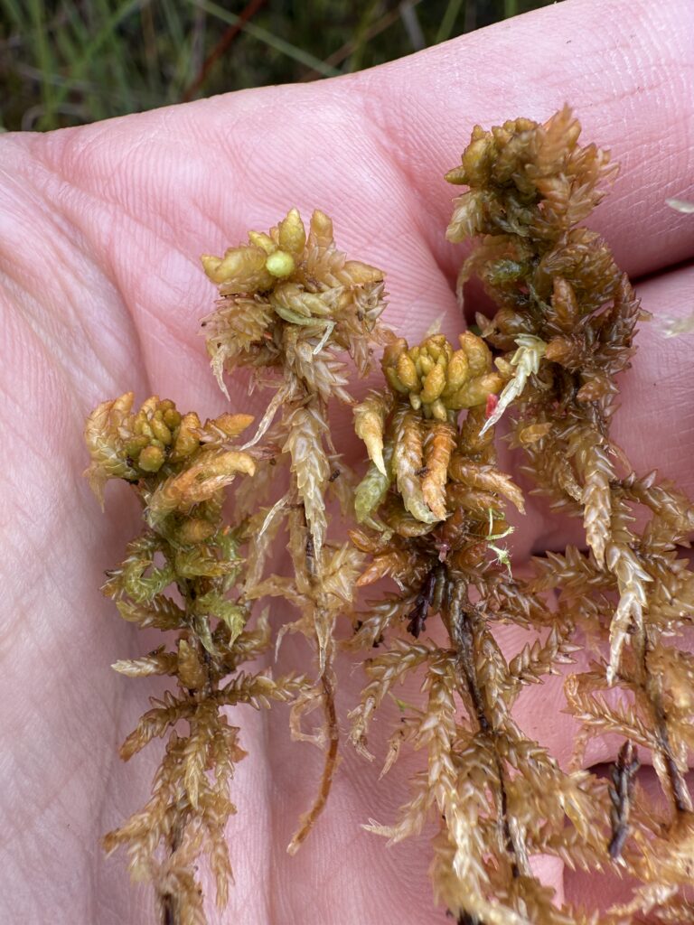 Sphagnum affine Oberharz