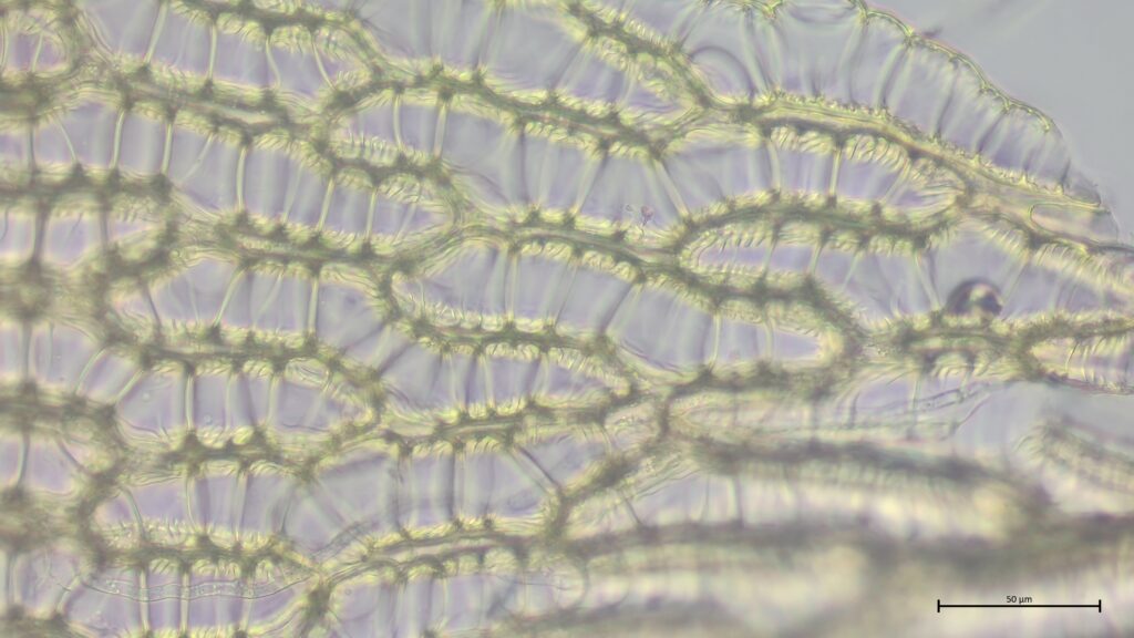 Sphagnum affine Astblatt Kammfasern