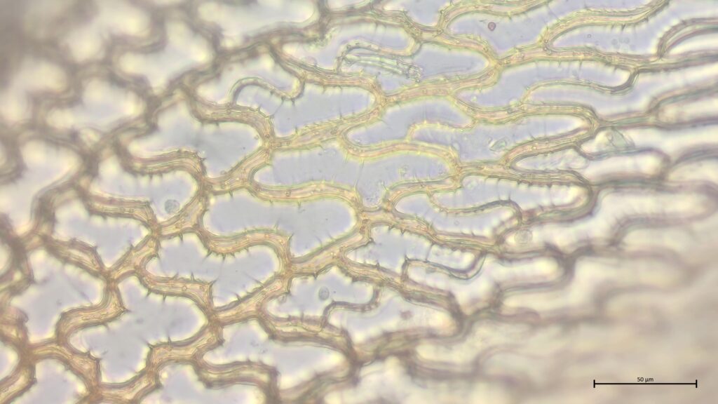 Stammblatt mit Kammfasern von Sphagnum affine