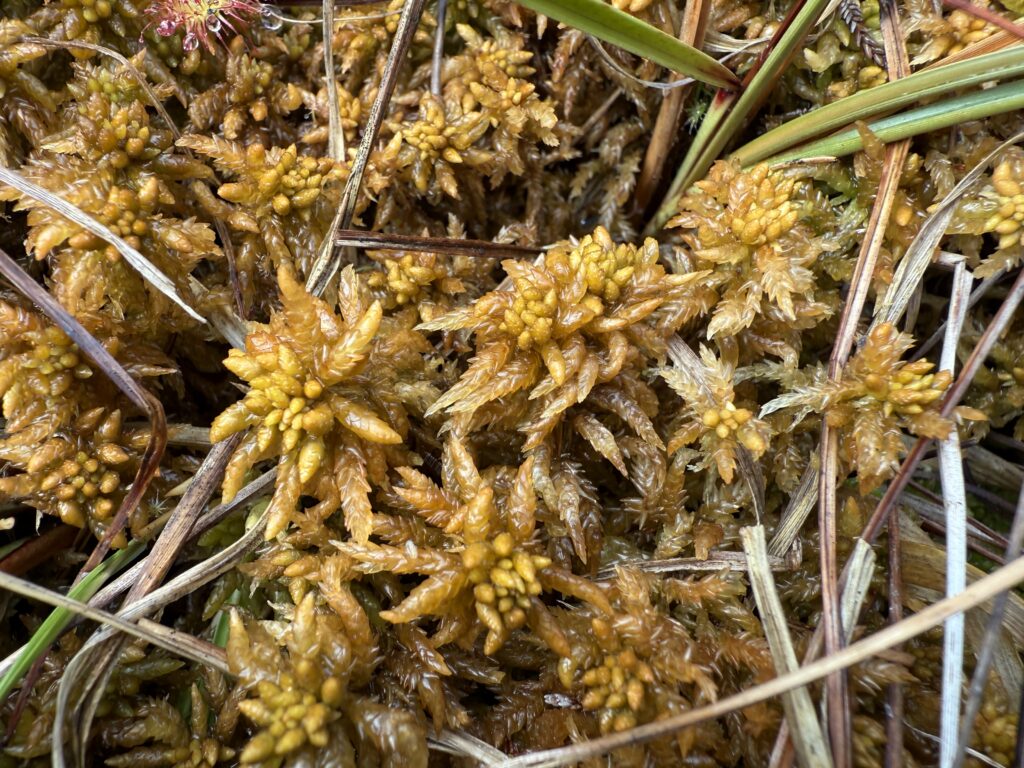 Sphagnum affine Oberharz