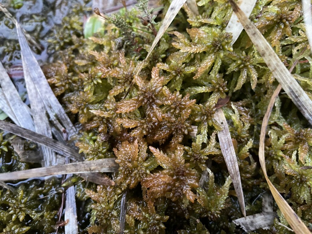Sphagnum affine Heide