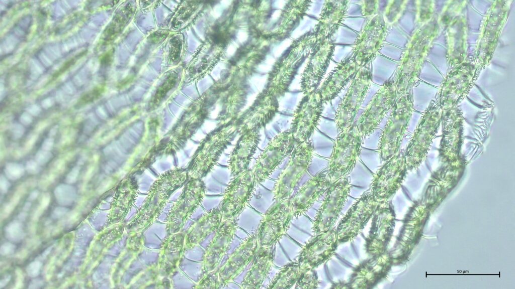 Sphagnum affine Astblatt Kammfasern