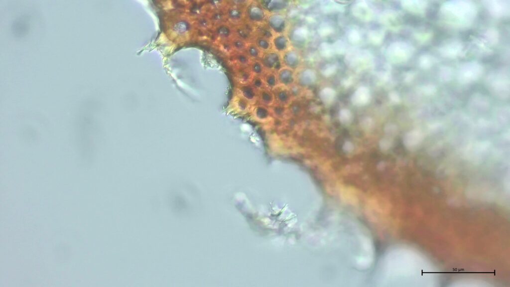Stammquerschnitt mit Kammfasern von Sphagnum affine