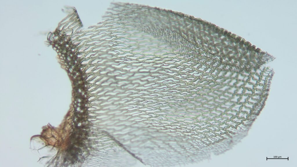 Sphagnum affine Stammblatt