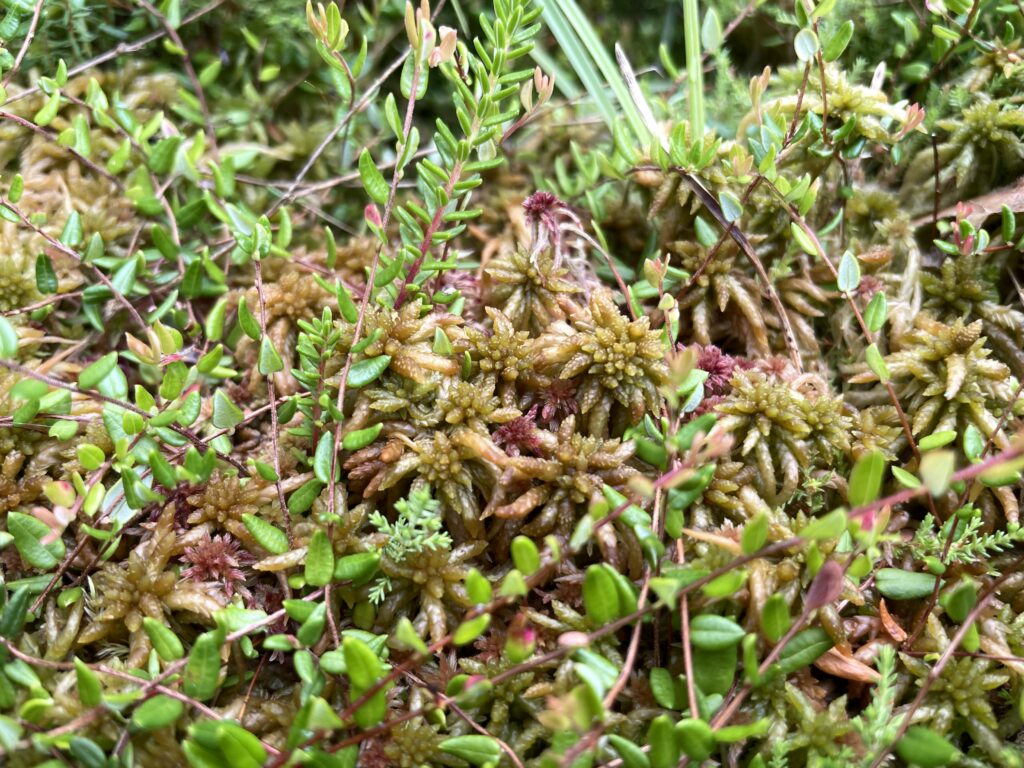 Sphagnum affine bei Oldenburg