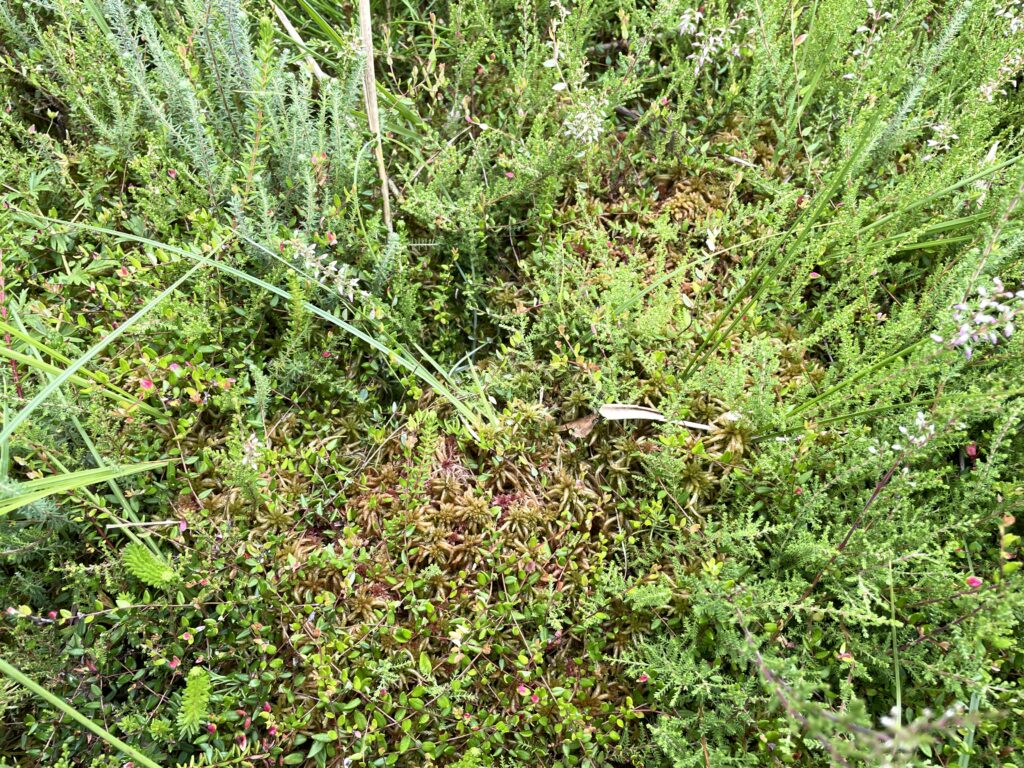 Sphagnum affine bei Oldenburg