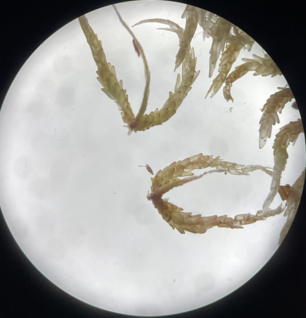 Faszikel von Sphagnum affine