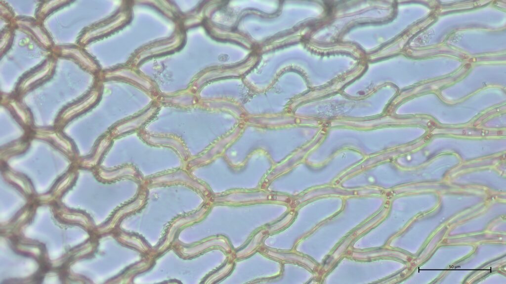 Stammblatt mit Kammfasern von Sphagnum affine