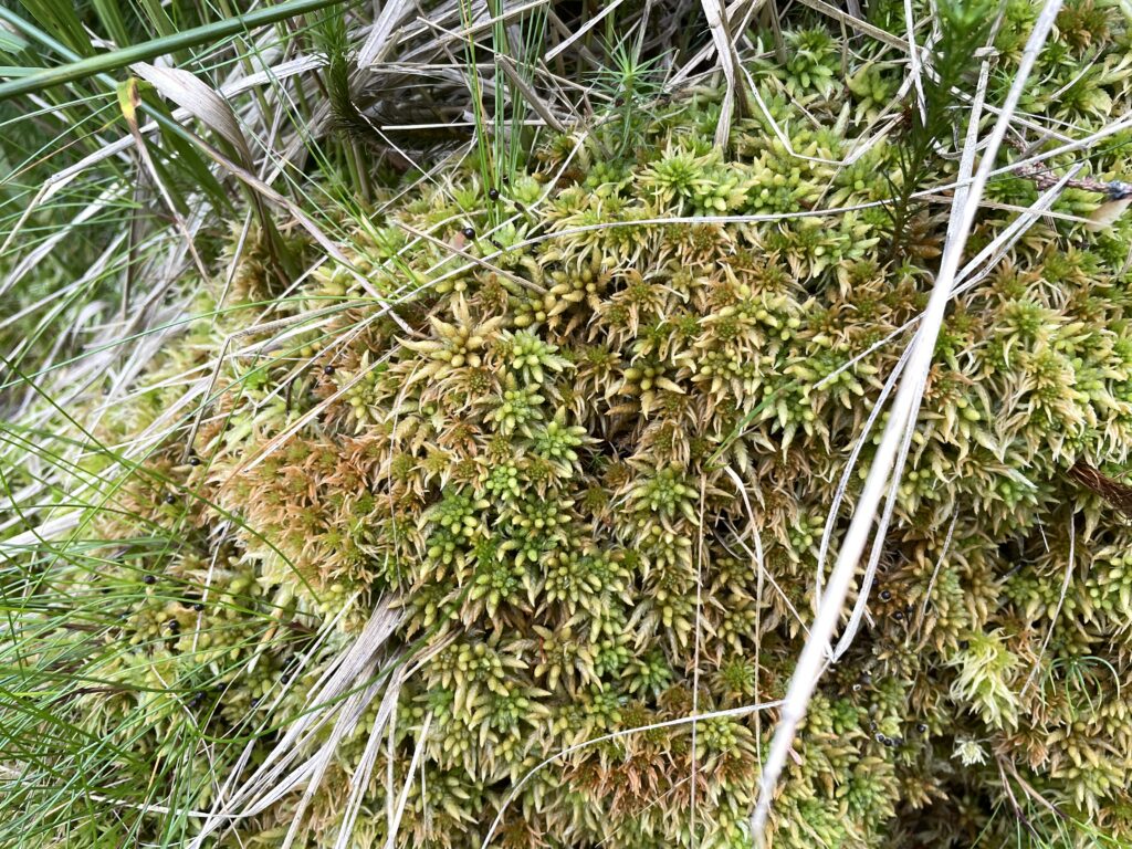 Sphagnum centrale Oberharz
