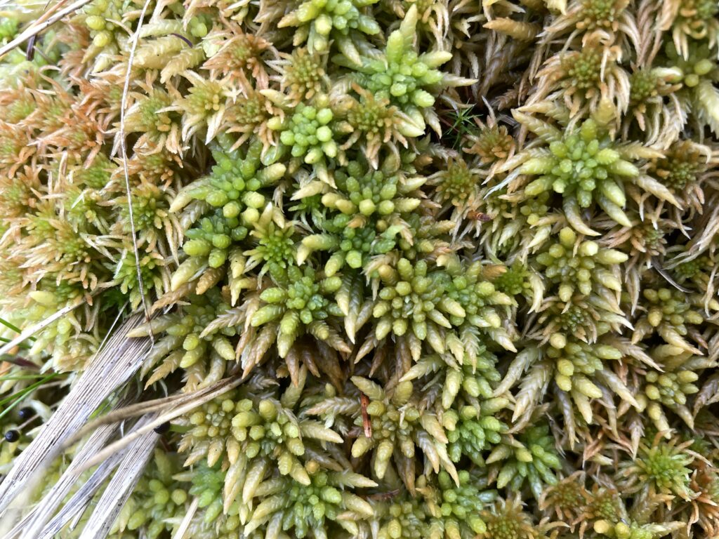 Sphagnum centrale Oberharz