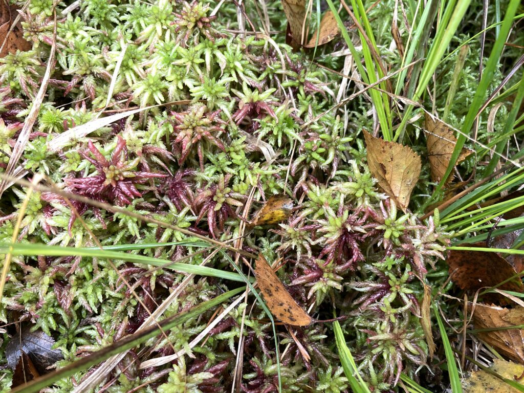 Sphagnum divinum