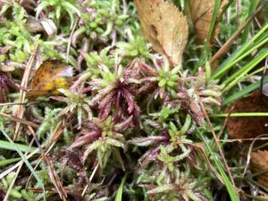 Sphagnum divinum