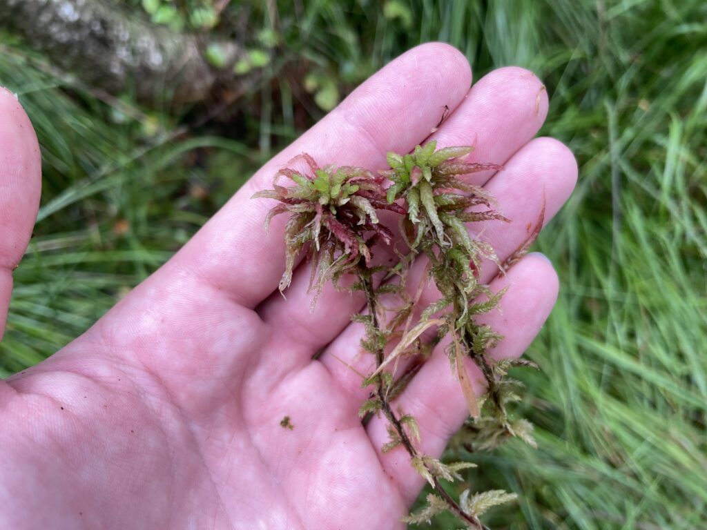 Sphagnum divinum