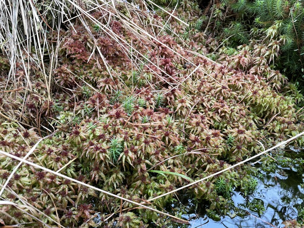 Sphagnum divinum