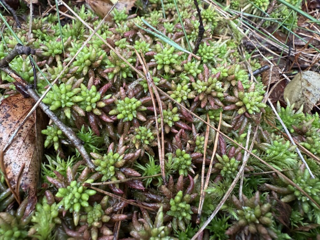 Sphagnum divinum