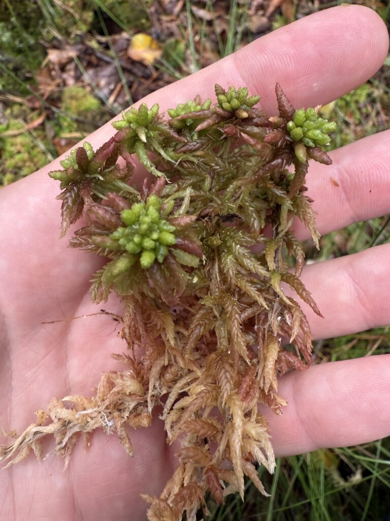 Sphagnum divinum