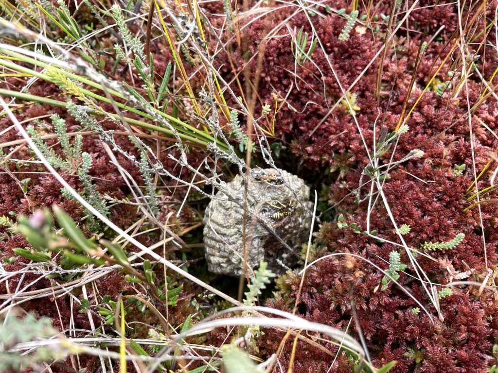 Sphagnum medium