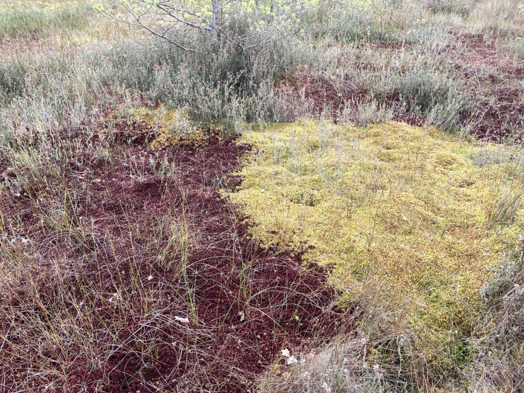 Sphagnum medium Rasen