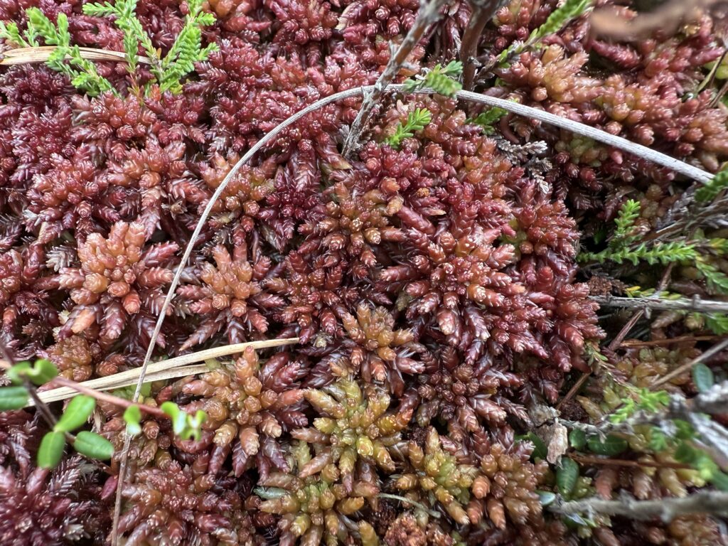 Sphagnum medium