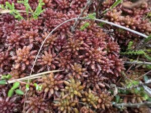 Sphagnum medium