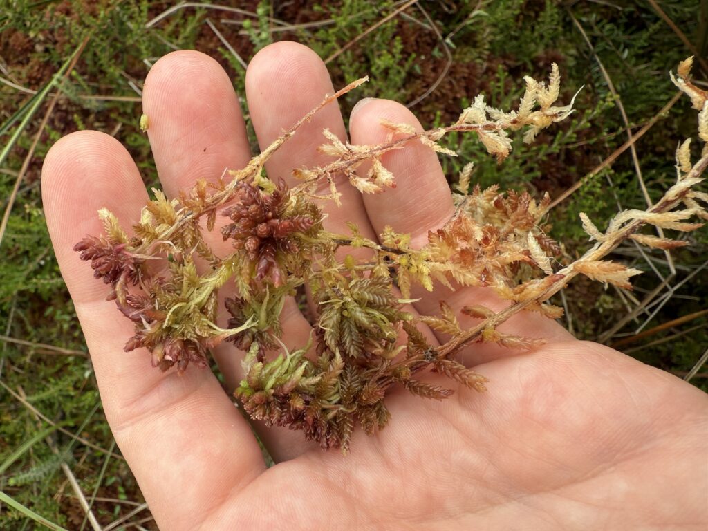 Sphagnum medium