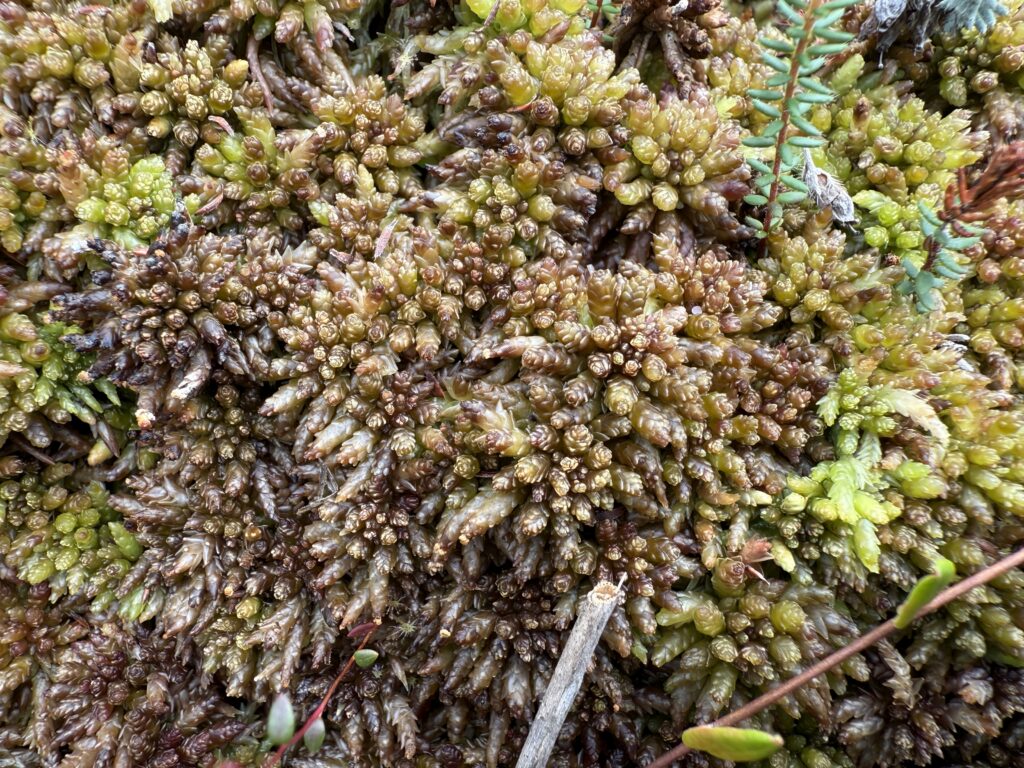 Sphagnum medium