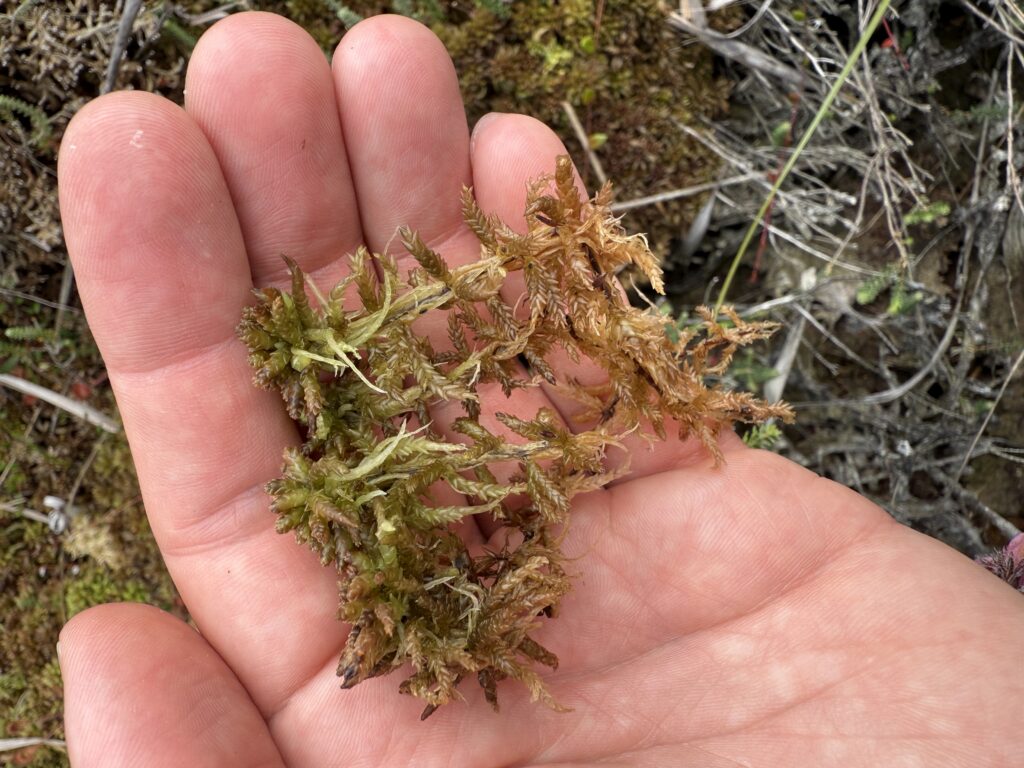 Sphagnum medium