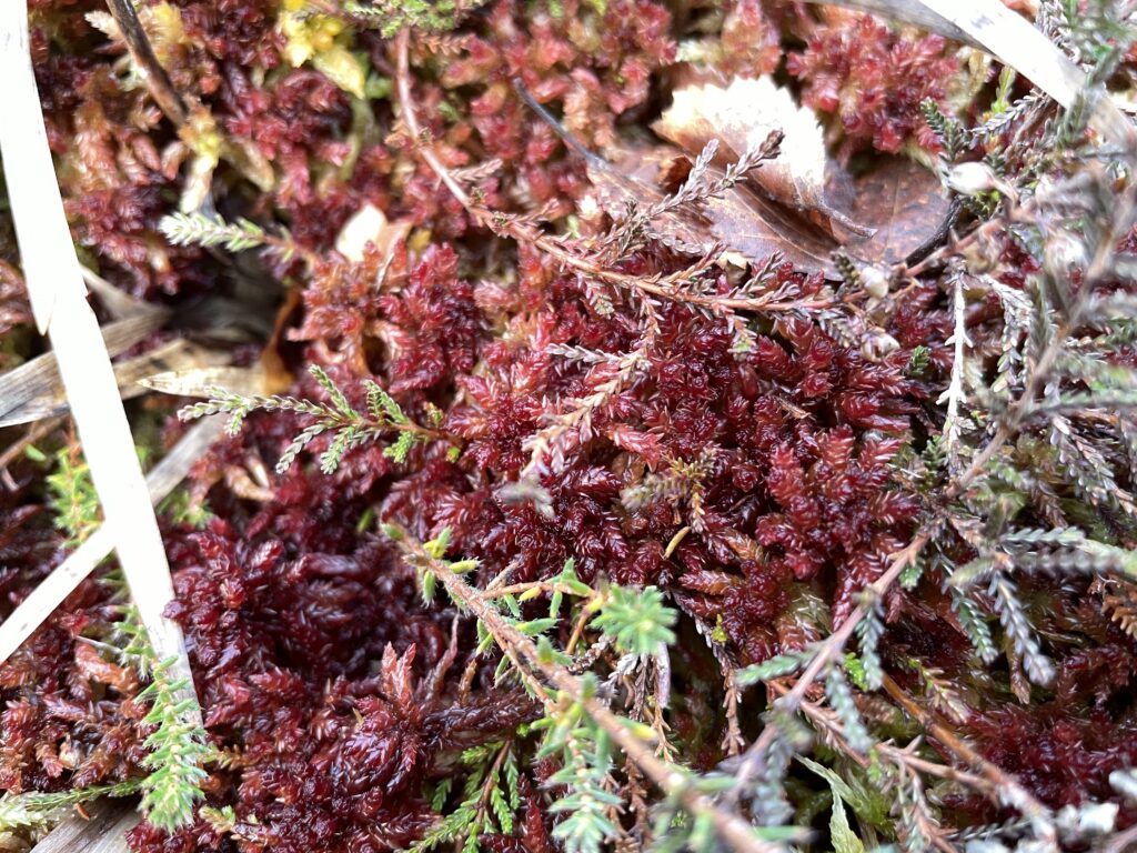 Sphagnum medium