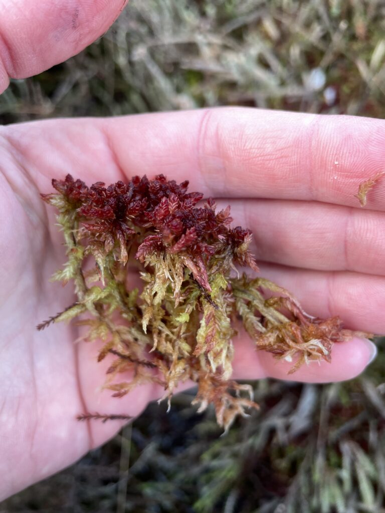 Sphagnum medium