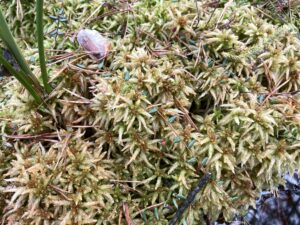 Sphagnum palustre